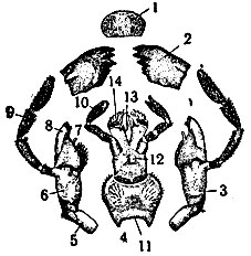 Рис. 2. Ротовые органы чёрного таракана: 1 - верхняя губа; 2 - верхние челюсти; 3 - нижние челюсти; 4 - нижняя губа; 5 - основной членик; б- стволик; 7 - внутренняя жевательная лопасть; 8 - наружная жевательная лопасть; 9 - нижнечелюстной щупик; 10 - нижнегубные щупики; 11 - под-подбородок; 12 - подбородок; 13 - язычки; 14 - придаточные язычки