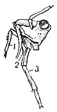 Рис. 3. Колющие ротовые части клопа: 1 - усики; 2 - верхние и нижние челюсти (прилегают друг к другу; 3 - нижняя губа
