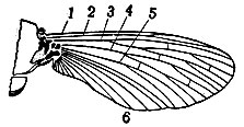Рис. 5. Схема жилкования крыла: 1 - костальная жилка; 2 - субкостальная жилка; 3 - радиальная жилка; 4 - медиальная жилка; 5 - кубитальная жилка; 6 - анальные жилки