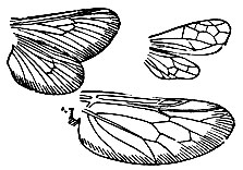 Рис. 6. Различные формы крыльев и их жилкование