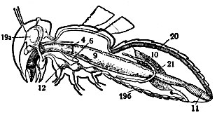 Рис. 8. Схема внутренних органов насекомого (самки): 4 - пищевод; 6 - слюнные железы; 9 - желудок; 10 - мальпигиевы сосуды; 11 - прямая кишка; 12 - узлы нервной цепочки; 19 - нервная система: а - головной нервный узел; б - брюшная нервная цепочка; 20 - сердце; 21 - женские половые органы