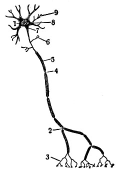 Рис. 1. Схема нейрона: 1 - ядро; 2 - начало разветвления нейрита; 3 - окончание нейрита (телодендрии); 4 - перетяжка; 5 - мякотная оболочка; 6 - боковые ветви (коллятерали); 7 - нейрит (аксон); 8 - протоплазма; 9 - дендриты