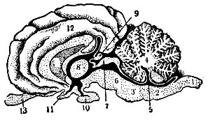 Рис. 4. Средний продольный разрез головного мозга лошади: 1 - часть спинного мозга; 2 - продолговатый мозг; 3 - варолиев мост; 4 - мозжечок; 5 - полость четвёртого мозгового желудочка; 6 - средний мозг; 7 - четырёххолмие среднего мозга; 8 - спайка промежуточного мозга; 9 - шишковидная железа; 10 - придаток мозга; 11 - зрительный нерв; 12 - полушарие переднего мозга; 13 - обонятельная луковица