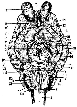 Рис. 5. Основная поверхность головного мозга лошади: 1 - обонятельная луковица; 2 - общая, 2' - внутренняя, 2' - наружная обонятельная извилина и тракт; 3 - обонятельный треугольник; 4 - передняя продырявленная пластинка; 5 - грушевидная доля, её головка; 6 - сосцевидное тело; 7 - сосудистое сплетение четвёртого мозгового желудочка; 8 - спинной мозг; 9 - нижняя продольная борозда; 10 - продолговатый мозг; 11 - пирамида; 12 - мозжечок; 13 - бугорок лицевого нерва; 14 - трапецоидное тело; 15 - варолиев мост; 16 - ножки большого мозга; 17 - поперечная борозда; 18 - межножковая ямка; 19 - зрительный тракт; 20 - серый бугорок и воронка; 21 - зрительный перекрест; 22 - основная пограничная борозда; 23 - верхняя продольная щель; 24 - плащ; II - зрительный нерв; III - глазодвигательный нерв; IV - блоковый нерв; V - тройничный нерв; VI - отводящий нерв; VII - лицевой нерв; VIII - слуховой нерв; IX - языкоглоточный нерв; X - блуждающий нерв; XI - добавочный нерв; XII - подъязычный нерв