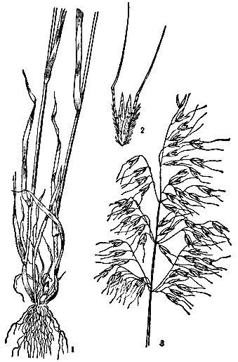 Рис. 1. Овсюг: 1 - нижняя часть растения; 2 - соцветие; 3 - колосок