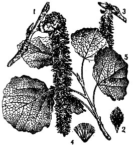 Осина: 1 - укороченный побег с двумя листовыми почками и е одной цветущей мужской серёжкой; 2 - мужской цветок; 3 - женская серёжка; 4 - отдельное семя с волосками; 5 - ветвь с листьями