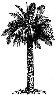 Рис. 2. Перистолистная пальма юбея