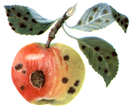 1 - парша яблони: а - ветка с поражёнными листьями и зрелым плодом