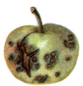 1 - парша яблони: б - отдельный незрелый сильно поражённый плод