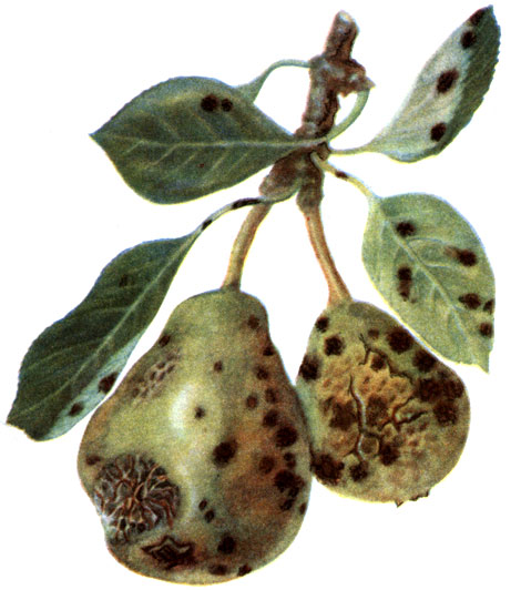 2 - парша груши: а - ветка с поражёнными листьями и плодами