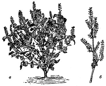 Перилла: а - общий вид растения; б - соцветие