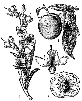 Персик: 1 - цветоносный побег; 2 - цветок (продольный разрез); 3 - ветка с плодом; 4 - плод (разрез)