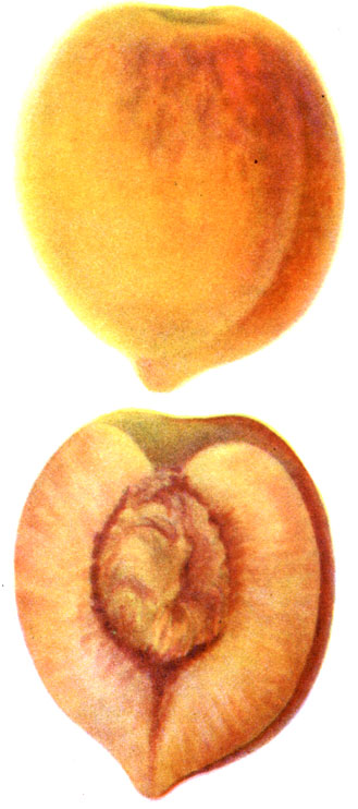 Сорт персика: 5 - Зафрани
