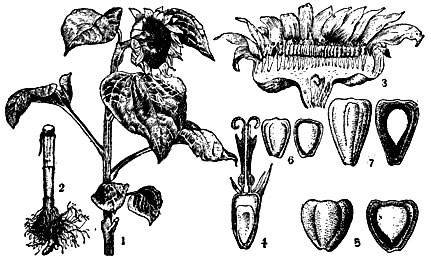 Рис. 2. 1 - верхняя часть подсолнечника с соцветием; 2 - основание стебля и верхняя часть корня; 3 - разрез корзинки; 4 - трубчатый цветок (разрез); 5 - семянки подсолнечника-межеумка; 6 - семянки масличного подсолнечника; 7 - семянки грызового подсолнечника