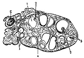 Рис. 3. Разрез яичника (увеличено): 1 - граафов пузырёк; 2 - холмик с яйцевой клеткой; 3 - жёлтые тела; 4 - сосудистая зона; 5 - перерез яйцевода