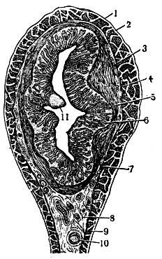 Рис. 4. Матка (гистологическое строение). Поперечный срез маточного рога овцы: 1 - серозная оболочка; 2 - перерезанный поперёк слой продольных волокон мышечной оболочки; 3, 4, 5 - слой круговых волокон мышечной оболочки; 6 - слизистая оболочка; 7 - кровеносные сосуды; 8 - широкая связка матки; 9 - мускулатура широкой связки; 10 - артерия; 11 - карункул