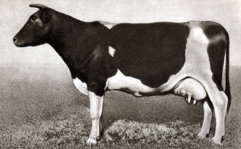 Корова Амонда Н-16908 эстонской черно-пёстрой порода, удой 5476 кг, с содержанием 4,4% жира в молоке