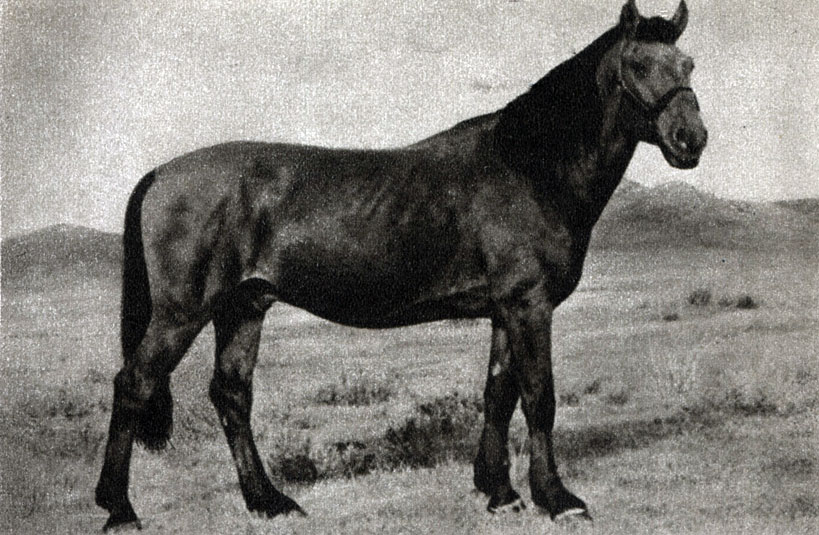 Верхие-енисейская лошадь