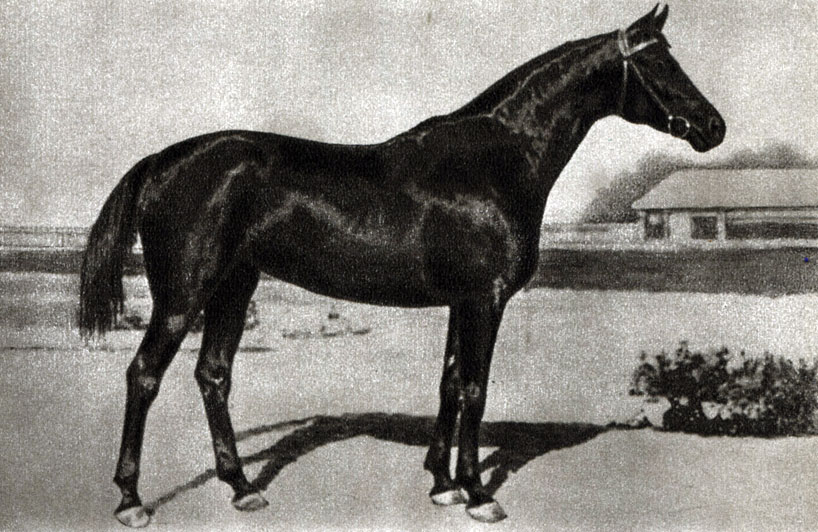 Русская верховая (орлово-ростопчинская) лошадь