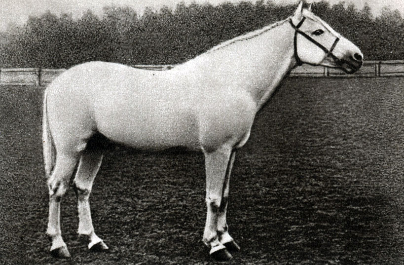 Азербайджанская лошадь (делибоз)