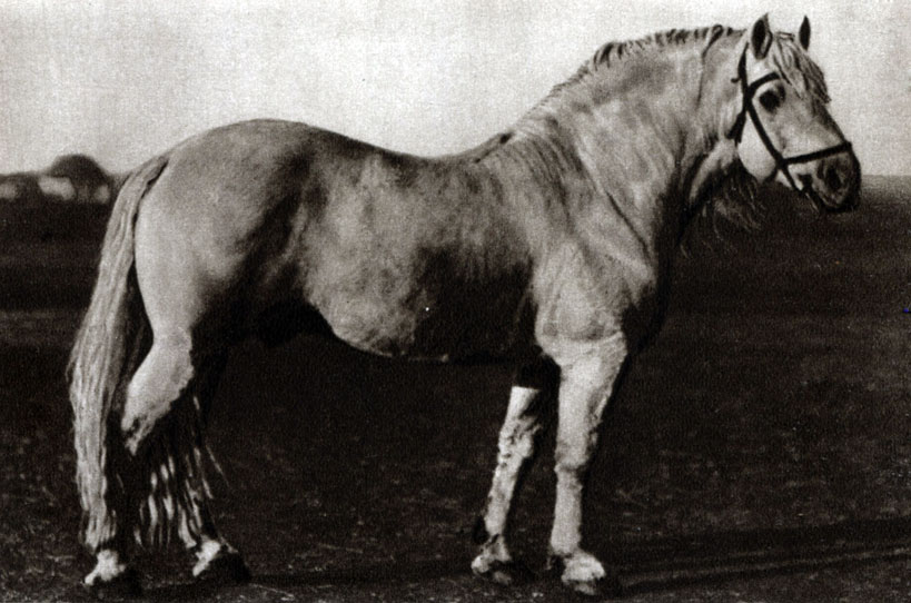 Першеронская лошадь