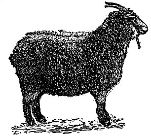 Придонская коза