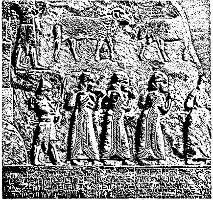 Рис. 4. Ассирийские жирнохвостые овцы (745 г. до н. э.)