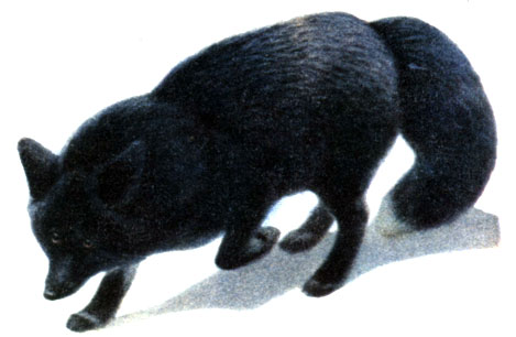 4 - лисица черно-серебристая