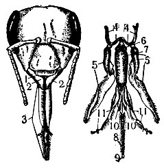 Рис. 3. Устройство рта пчелы: 1 - верхняя губа; 2 - верхняя челюсть; 3 - хоботок; 4 - подвесочный аппарат; 6 - основной членик с наружной лопастью - нижняя челюсть; 6 - основание подбородка; 7 - подбородок; 8 - язычок; 9 - ложечка; 10 - приязычники; 11 - щупальцы