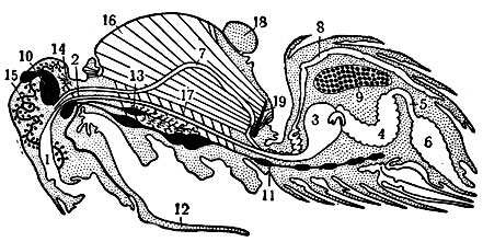 Рис. 4. Схематический продольный разрез пчелы: 1 - глотка; 2 - пищевод; 3 - зобик; 4 - средняя кишка; 5 - тонкая кишка; 6 - толстая кишка; 7 - аорта; 8 - сердце; 9 - половая железа; 10 - мозг; 11 - брюшная нервная цепочка; 12 - язычок; 13 - грудная слюнная железа; 14 - головная (затылочная) слюнная железа; 15 - глоточная железа; 16 - продольная лётная мышца; 17 - спиннобрюшная лётная мышца; 18 - щиток; 19 - диафрагма