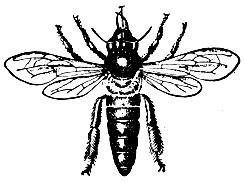 Рис. 7. Гигантская индийская пчела
