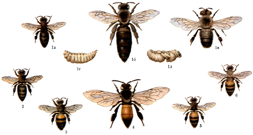 Породы пчёл: 1 - среднерусская: а работница, б - матка, в - трутень, г - личинка, д - куколка; 2 - серая кавказская; 3 - жёлтая кавказская; 4 - индийская гигантская; 5 - итальянская; 6 - египетская