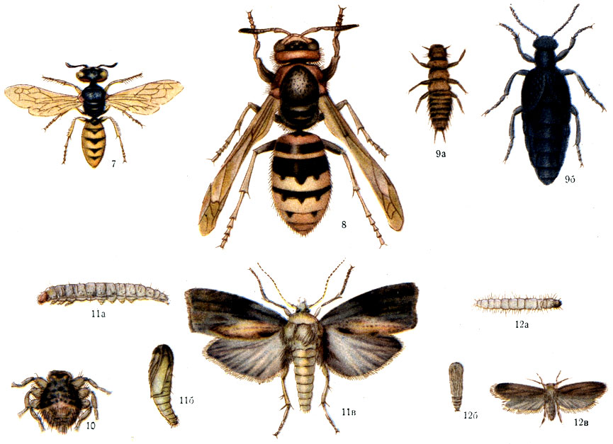 Враги пчёл: 7 - пчелиный волк; 8 - шершень; 9 - майка обыкновенная: а - личинка, б - жук-самка; 10 - пчелиная вошь; 11 - восковая моль большая:, а - гусеница, б - куколка, в - бабочка; 12 - восковая моль малая: а - гусеница, б - куколка, в - бабочка
