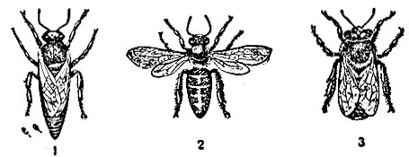 Рис. 8. Средняя индийская пчела: 1 - матка; 2 - рабочая пчела; 3 - трутень