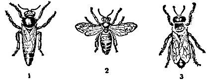 Рис. 9. Карликовая индийская пчела: 1 - матка; 2 - рабочая пчела; 3 - трутень
