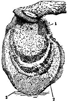 Рис. 10. Сот карликовой индийской пчелы: 1 - мёд; 2 - расплод рабочей пчелы; 3 - трутневый расплод
