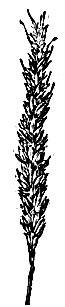 Озимые пшеницы: 3 - Лютесценс 1060/10;
