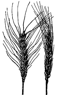 Озимые пшеницы: 6 - Новоукраинка 83