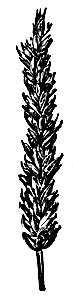 Яровые мягкие пшеницы: 9 - Саррубра;