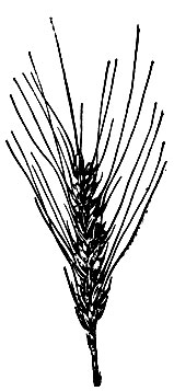Яровые мягкие пшеницы: 10 - Цезиум 111;