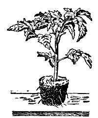 Рис. 2. Рассада томатов, выращенная в торфоперегнойном горшочке
