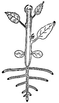 Рис. 3. Схема размещения меристем у двудольного растения. Образовательная ткань заштрихована чёрным
