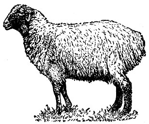 Сараджинская овца