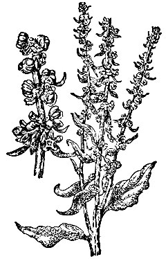 Рис. 2. Сахарная свёкла: цветоносный стебель (справа); верхушка цветоноса с группами сидящих цветков (слева)
