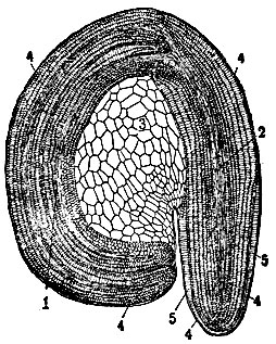 Рис. 5. Анатомическое строение семени сахарной свёклы: 1 - семядоли; 2 - корешок; 3 - перисперм; 4 - семенная оболочка; 5 - эндодерм