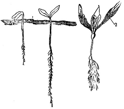 Рис. 6. Прорастание сахарной свёклы (слева направо): семядоли вышли на поверхность почвы; фаза вилочки; фаза первой пары листьев (2 - семядоли, 2 - настоящие листья)