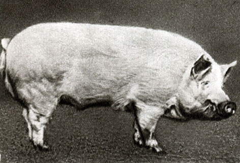 Породы свиней: Сибирская северная: 1 - хряк Кедр, живой вес 326 кг (Сибирский н.-и. институт животноводства)