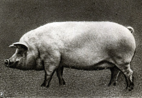 Породы свиней: Сибирская северная: 2 - матка Чернушка, живой вес 288 кг, плодовитость 10 (Сибирский н.-и. институт животноводства)