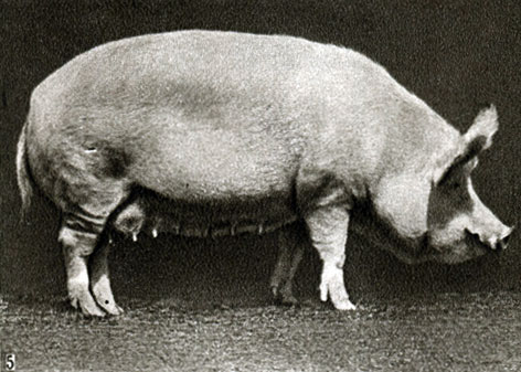 Породы свиней: Крупная белая: 5 - матка Тайга, в возрасте 4 лет, живой вес 328 кг, плодовитость 12,4 (племхоз 'Константиново', Московской обл.)