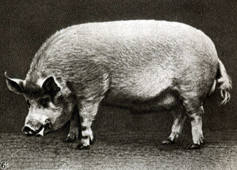 Породы свиней: Крупная белая: 6 - хряк Снежок, в возрасте 2,5 года, живой вес 400 кг (племхоз 'Константиново', Московской обл.)